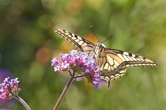 Close-up-of-common-swallowtail-on-verbena-flowers.jpg