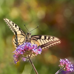 Close-up-of-common-swallowtail-with-bokeh.jpg